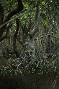 Trees growing in forest