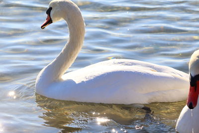 swan