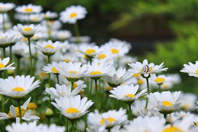 Close-up of white daisy flowers