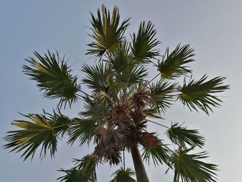 Low angle view of palm tree against clear sky
