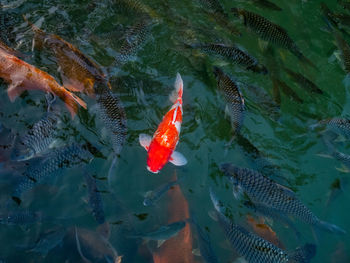 High angle view of koi carps swimming in sea