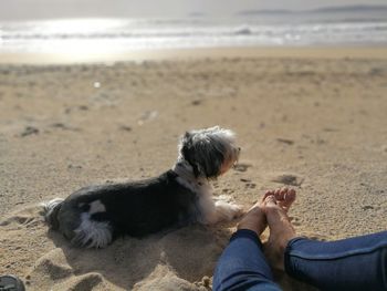 Low section of person with dog on beach