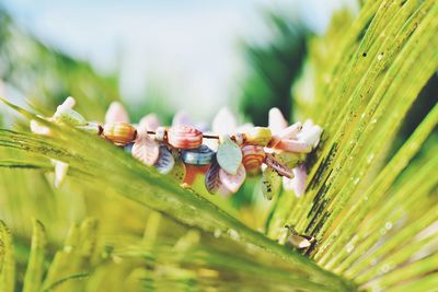 Close-up of bee on plant