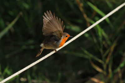 Close-up of bird perching on branch