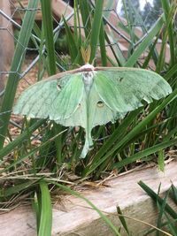 High angle view of insect on grass