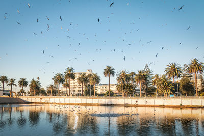 Birds flying over river
