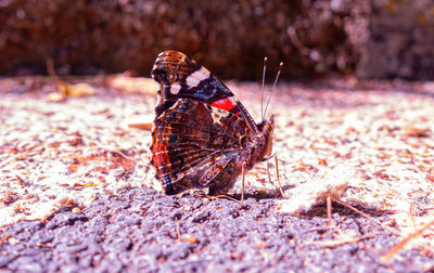 Close-up of butterfly on rock