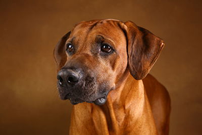 Close-up of dog looking away