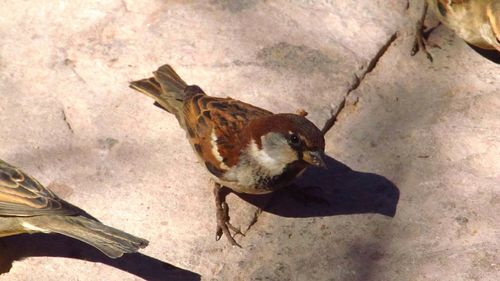 High angle view of bird perching on ground