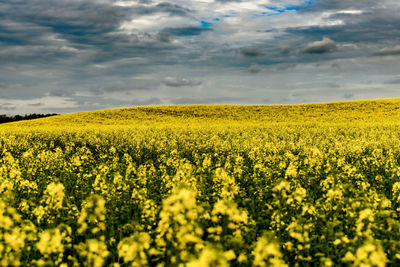 Scenic view of oilseed rape field against cloudy sky