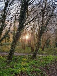 Sun shining through trees in forest