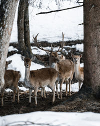 Deer standing on field