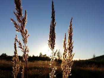 Close-up of reeds growing in field