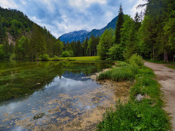 Scenic view of river amidst trees against sky