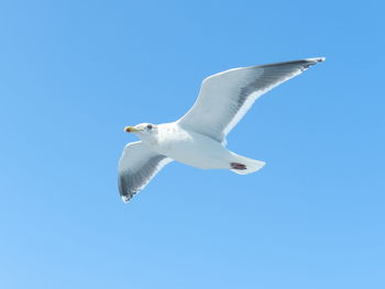 Low angle view of seagull flying against clear blue sky