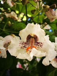 Close-up of white flowers blooming outdoors