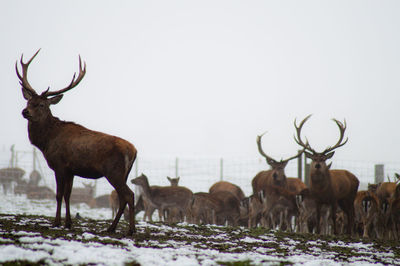 Stags standing on snow covered field during foggy weather