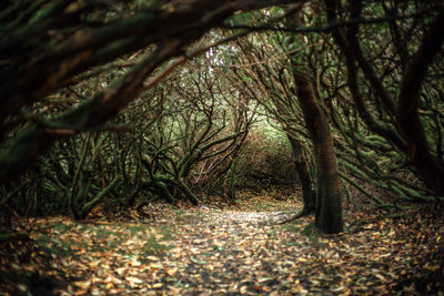 Trees in forest