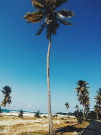 Palm trees on beach against blue sky