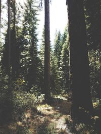 Trees in forest