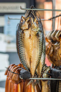 Hanging smoke-dried mackerel in a fish market smoked with hardwood wood chips in a smoker