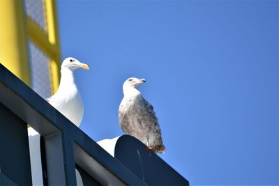 Low angle view of seagulls perching on the sky