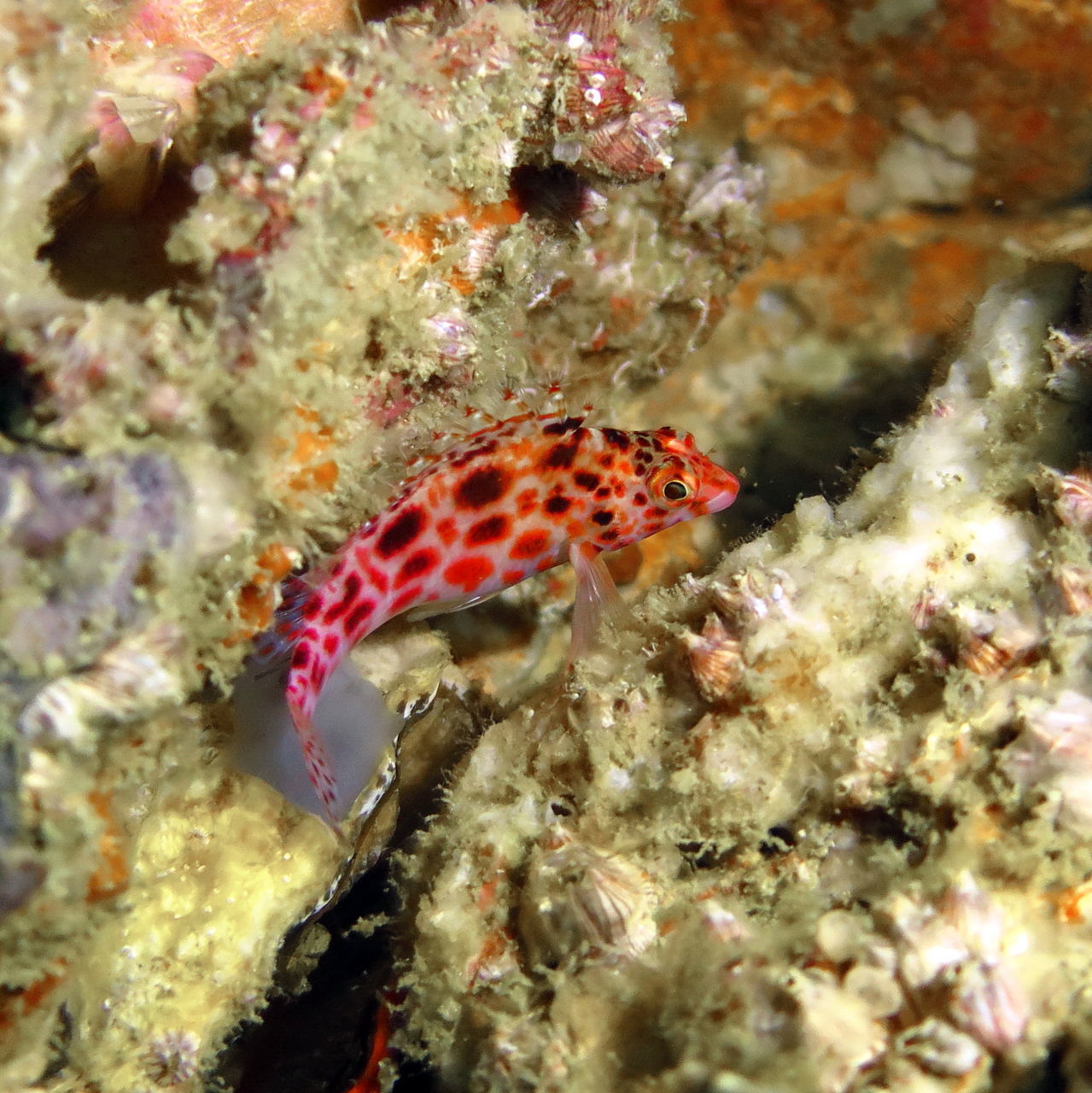 CLOSE-UP OF FISH SWIMMING UNDERWATER