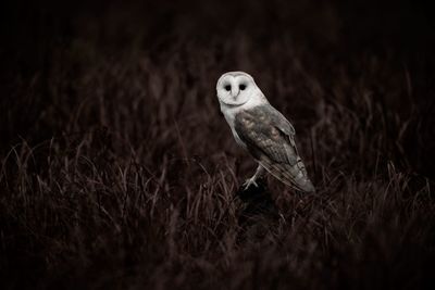 Close-up of bird perching on a field