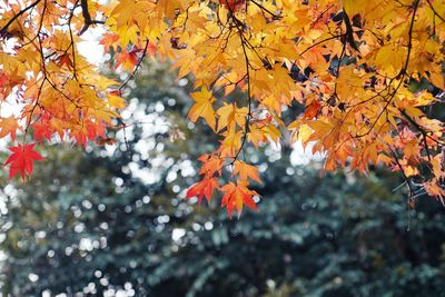 Low angle view of maple leaves on tree