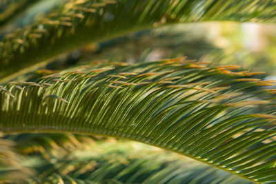 Green palm leaves, natural background.