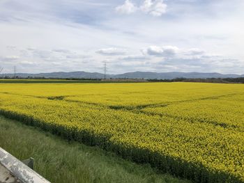 rapeseed