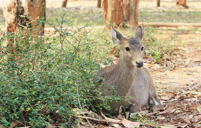 Portrait of deer on land