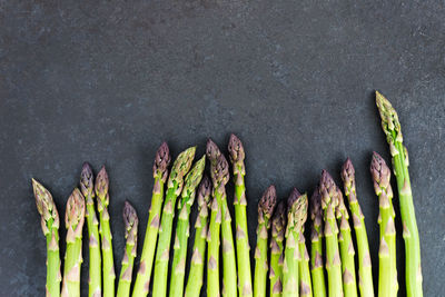 High angle view of vegetables against white background