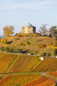 View of vineyard against sky during autumn