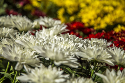 Close-up of white flowering plants