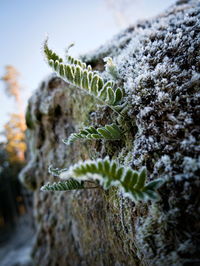 Close-up of frozen plant