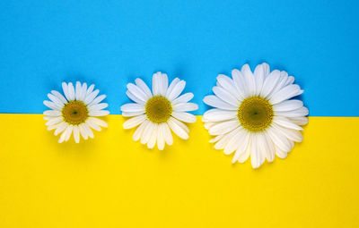 Close-up of white daisy flowers against blue background