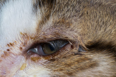 Close-up portrait of a cat