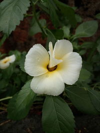 Close-up of white hibiscus blooming outdoors