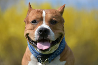 Close-up portrait of a dog