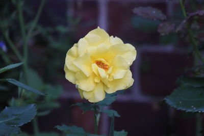 Close-up of yellow rose