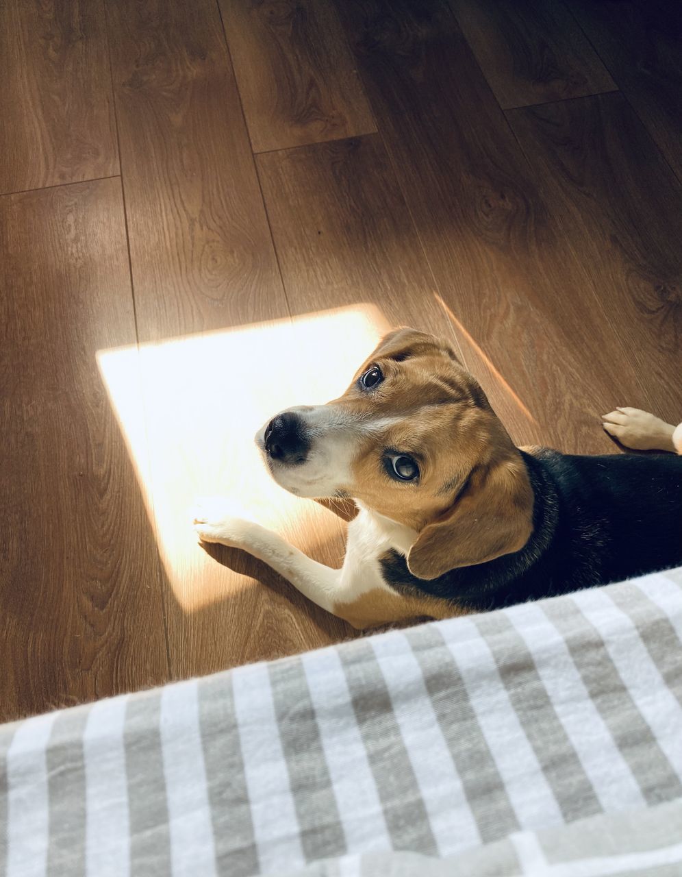 HIGH ANGLE VIEW OF DOG LYING ON HARDWOOD FLOOR