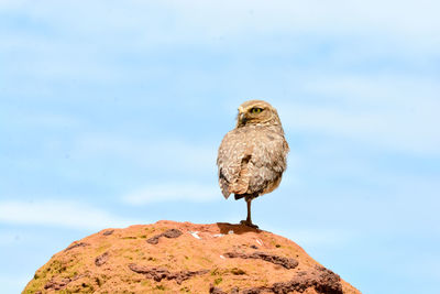 Seagull perching on rock