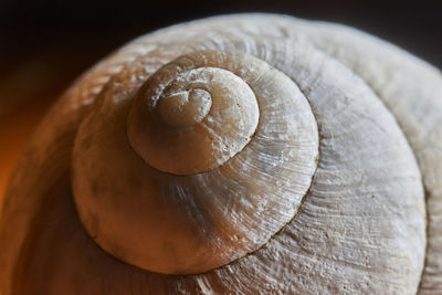 Close-up of shell on wood