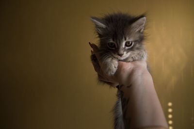 Close-up of hand holding kitten