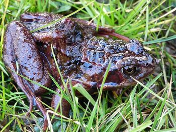 Close-up of an animal on field