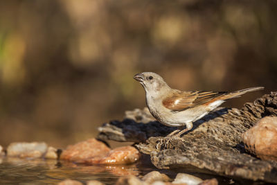 Close-up of bird perching on rock