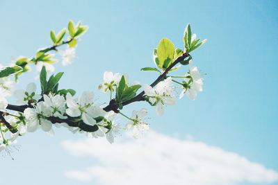 Low angle view of white plum blossoms blooming on branch against sky