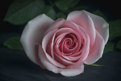 Rose for love