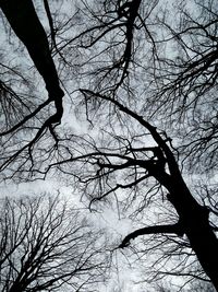 Low angle view of bare tree against sky